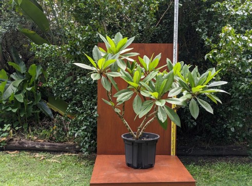 Frangipani - 200mm pot 2