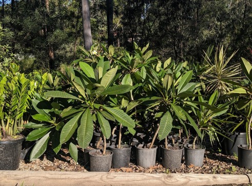 Frangipani - 200mm pot 3
