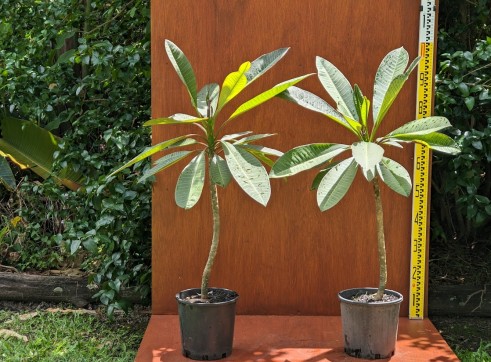 Frangipani - 200mm pot 4