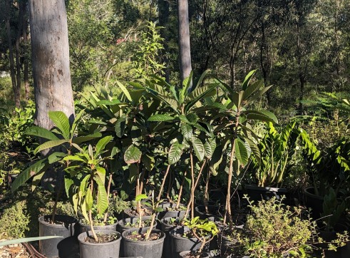 Green Sapote 20cm pot 1