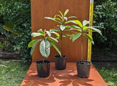 Green Sapote 20cm pot 3