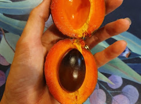 Green Sapote 20cm pot 2