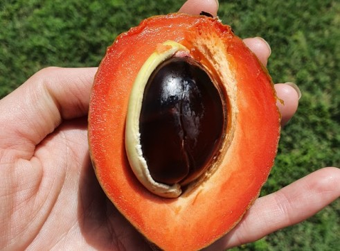 Green Sapote 20cm pot 4