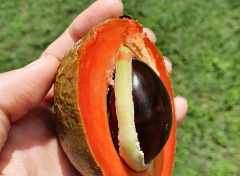 Green Sapote 20cm pot 5