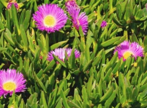 Iceplant 1