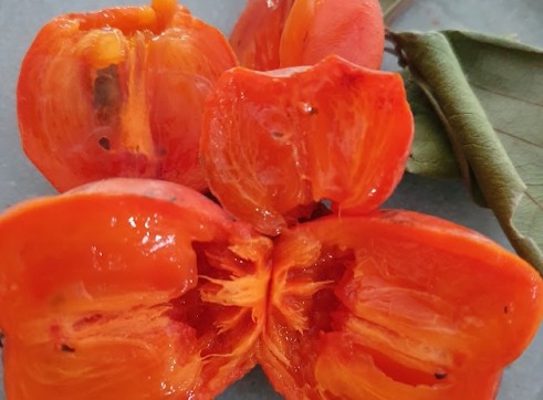 Persimmon Fruit Tree 200mm pot 1