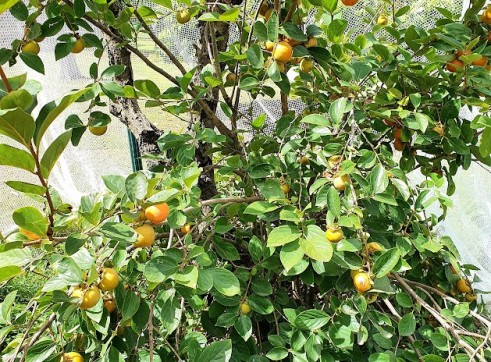 Persimmon Fruit Tree 200mm pot 3