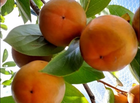 Persimmon Fruit Tree 200mm pot 4