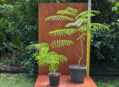 Poinciana Tree 1