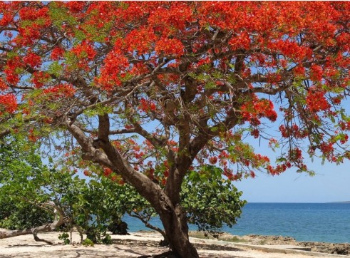Poinciana Tree 2