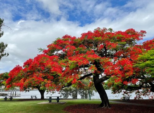 Poinciana Tree 3