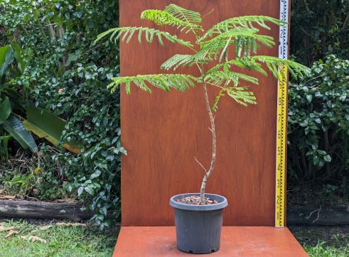Poinciana Tree 4