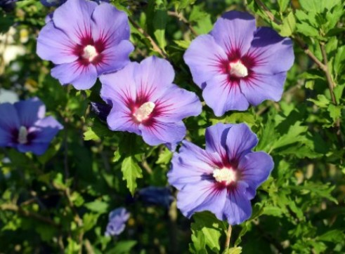Rose of Sharon 300mm 1