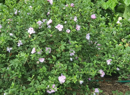 Rose of Sharon 200mm 3
