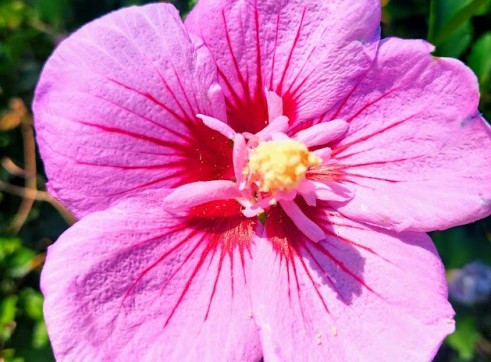 Rose of Sharon 200mm 1