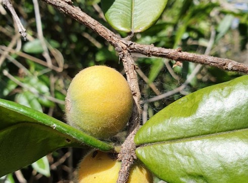 Yellow Strawberry Guava 13