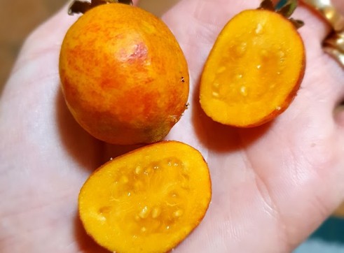 Yellow Strawberry Guava 1