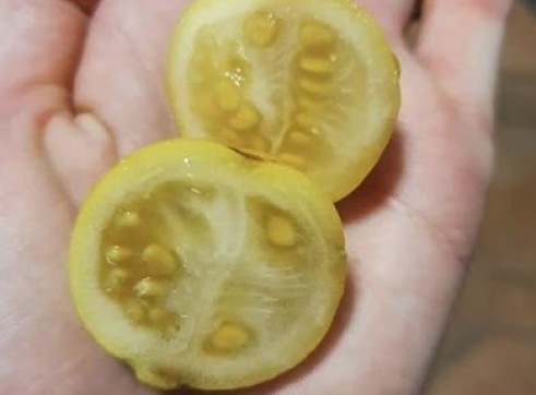 Yellow Strawberry Guava 3