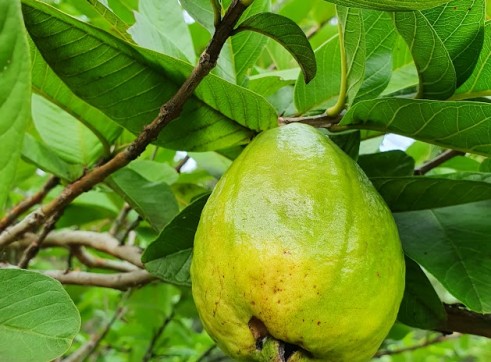 Yellow Strawberry Guava 5