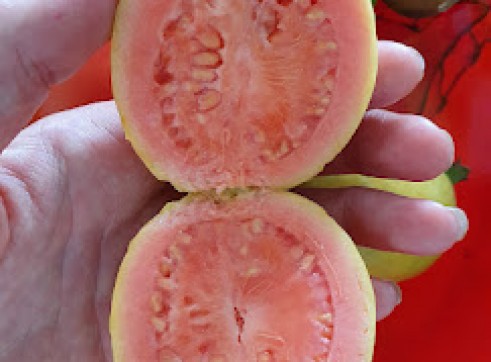 Yellow Strawberry Guava 7