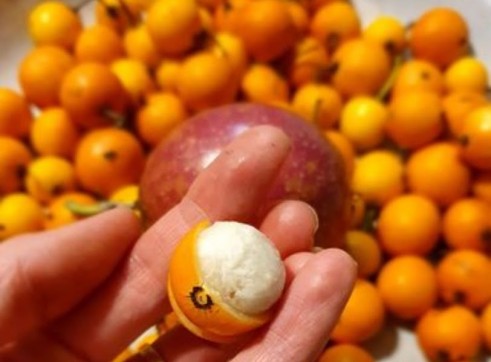 Yellow Strawberry Guava 8