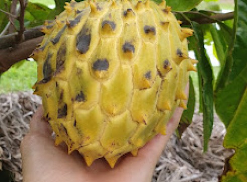 Yellow Strawberry Guava 9