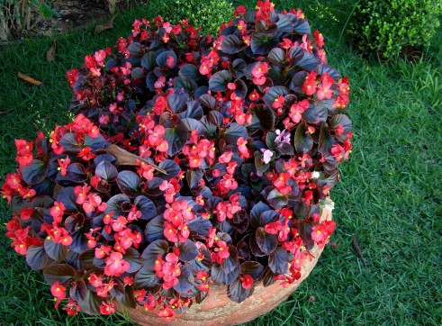 Wax Begonia 1
