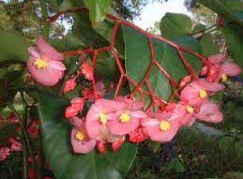 Wax Begonia 2