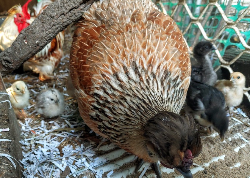 Beautiful breeding mother 1