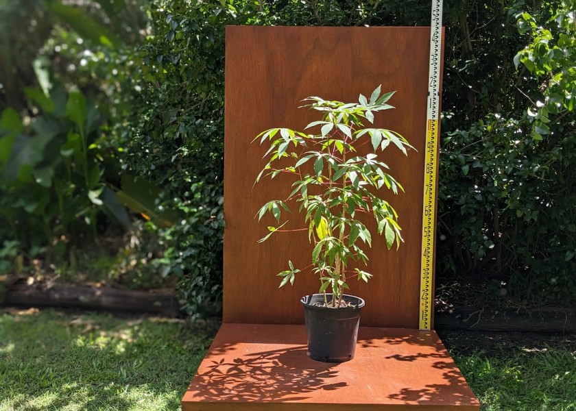 Cassava 1