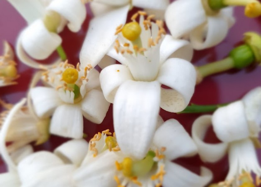 Cassava 2