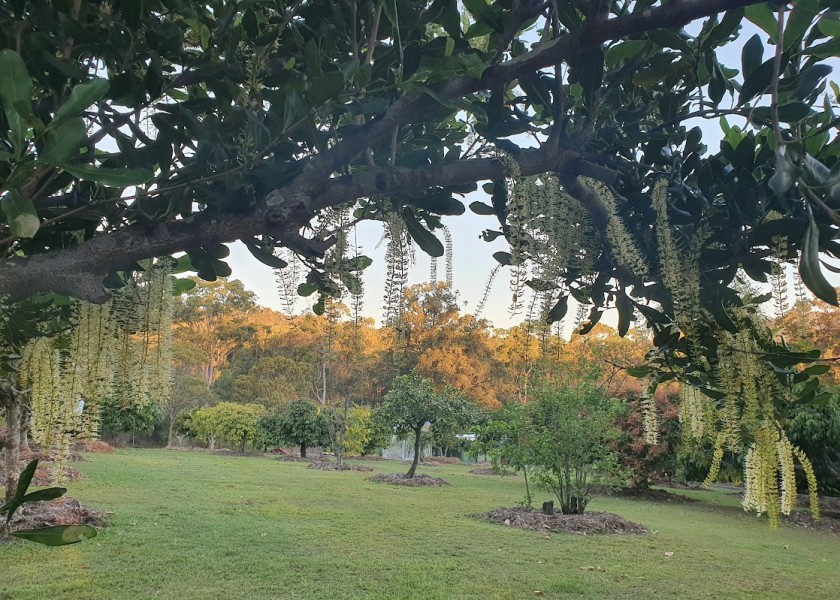 Cassava 7