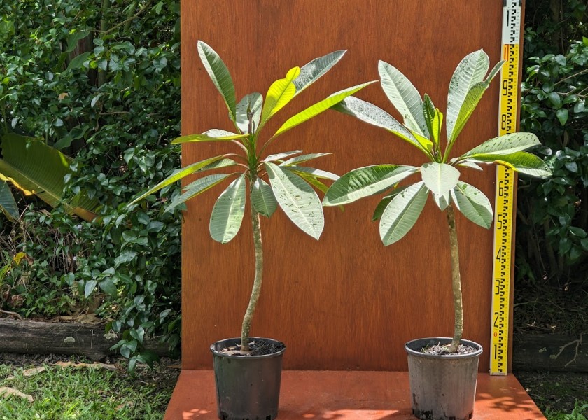 Frangipani - 400mm pot well established 4