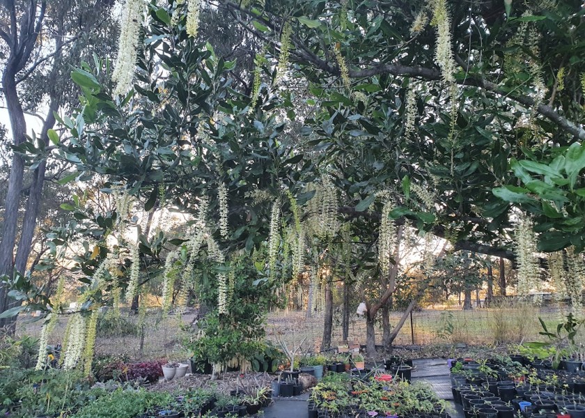 Frangipani - 400mm pot well established 7