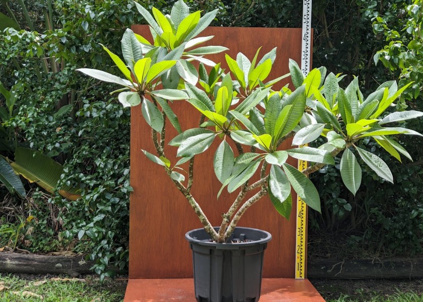 Frangipani - 200mm pot 1