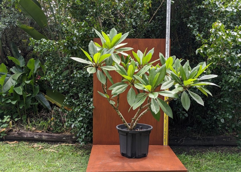 Frangipani - 200mm pot 2