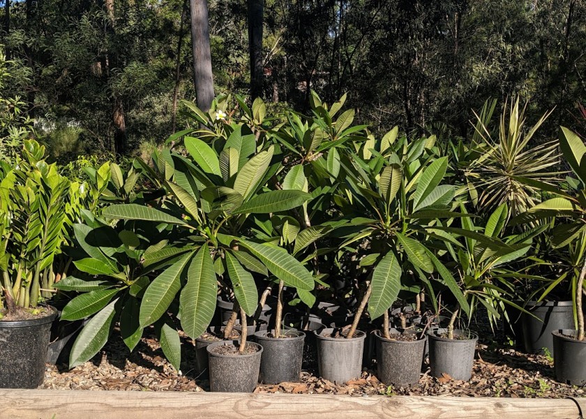 Frangipani - 200mm pot 3