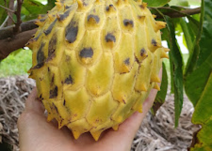 Green Sapote 20cm pot 10