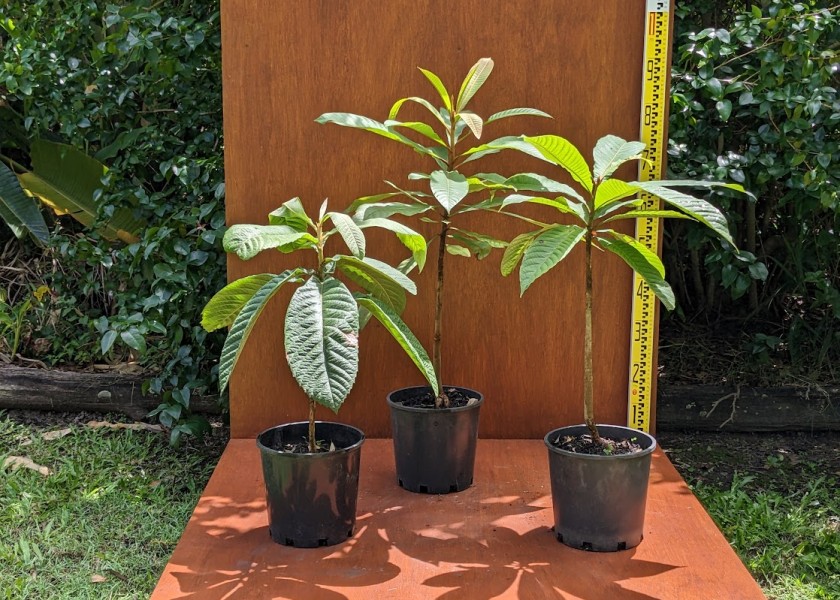 Green Sapote 20cm pot 3