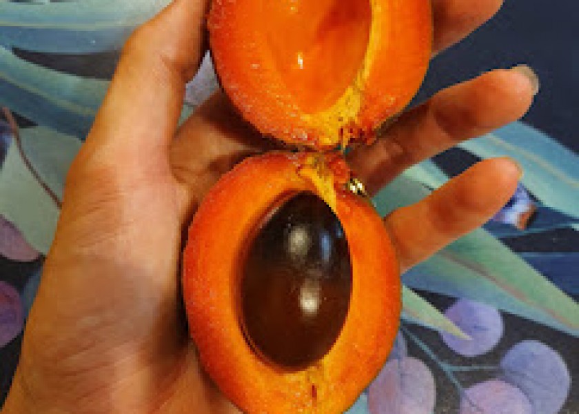 Green Sapote 20cm pot 2