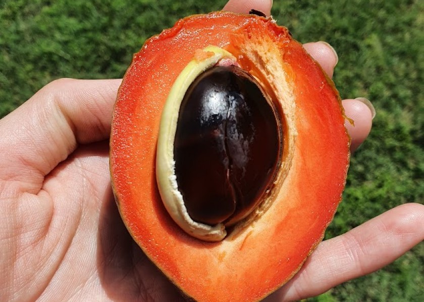 Green Sapote 20cm pot 4