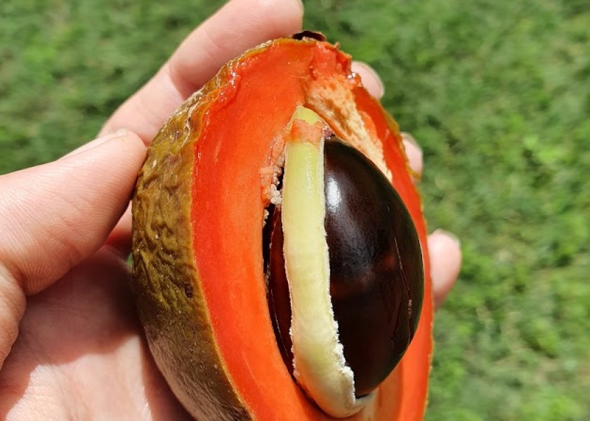 Green Sapote 20cm pot 5