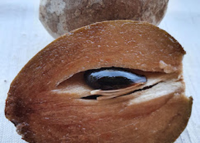 Green Sapote 20cm pot 9