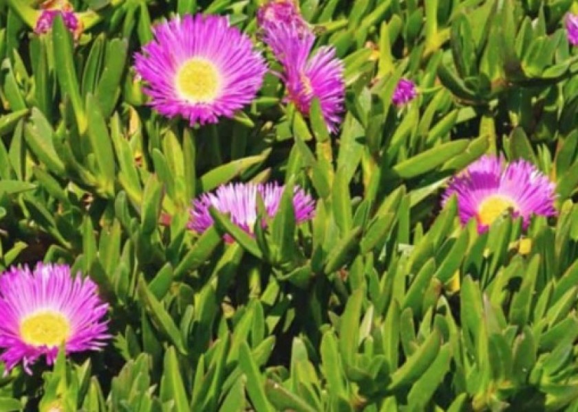 Iceplant 1