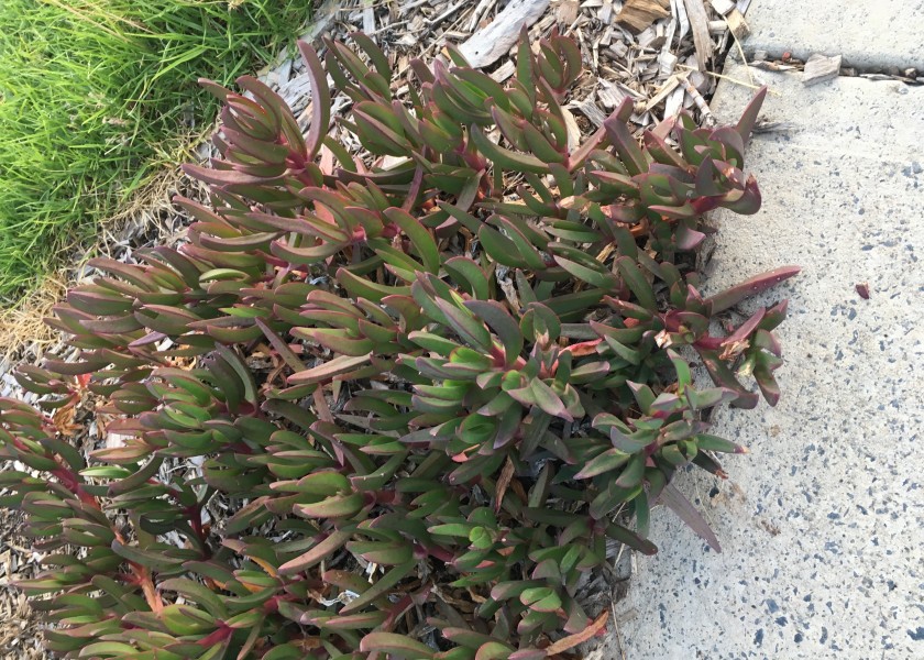 Iceplant 1