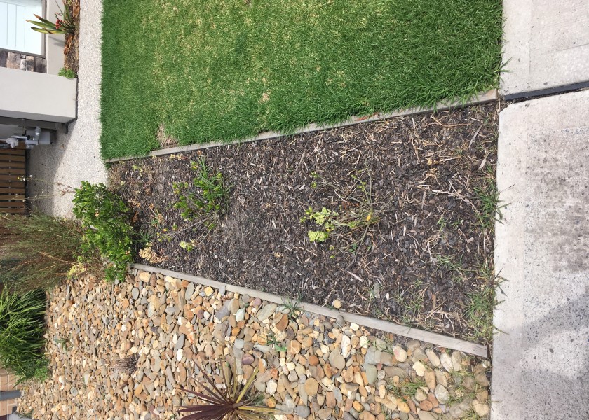 Iceplant 4