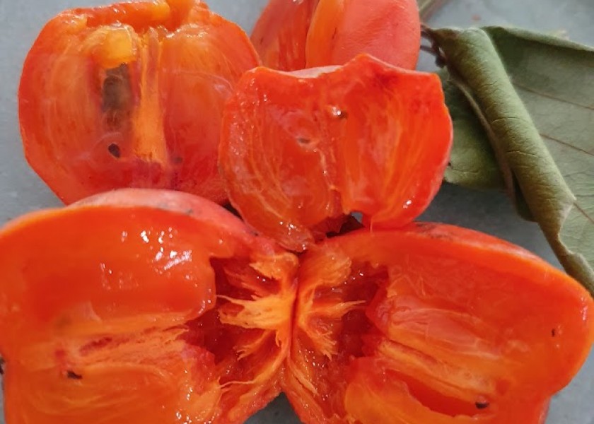 Persimmon Fruit Tree 200mm pot 1