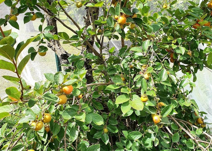 Persimmon Fruit Tree 200mm pot 3