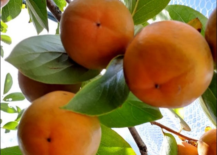 Persimmon Fruit Tree 200mm pot 4
