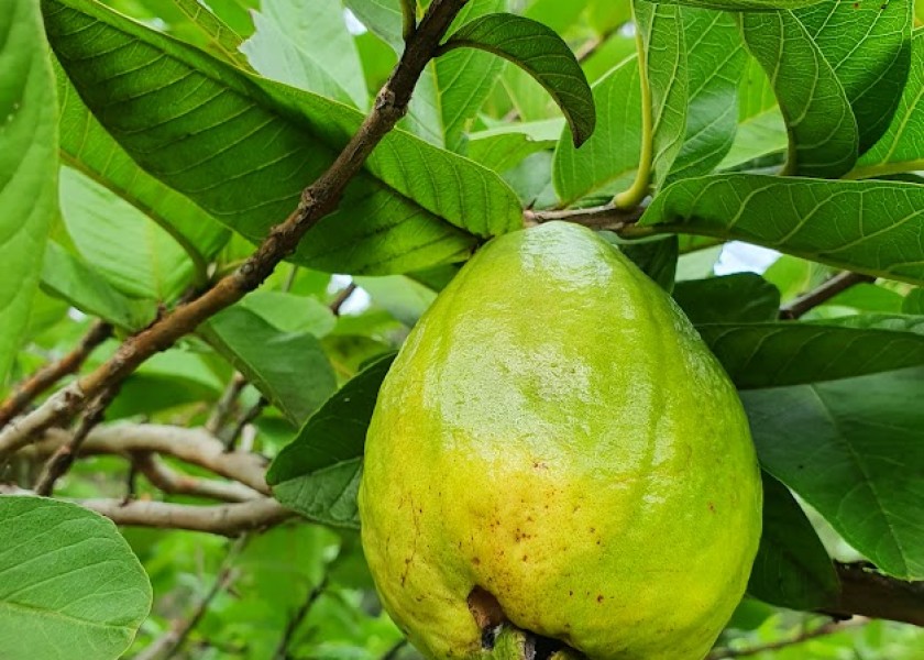 Persimmon Fruit Tree 200mm pot 5